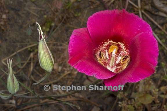 calochortus venustus 12 graphic